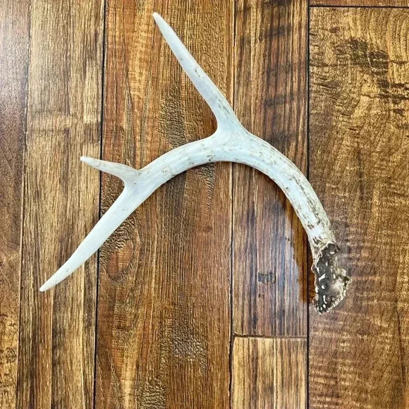 Deer Antler Decor - Picture 4 of 7